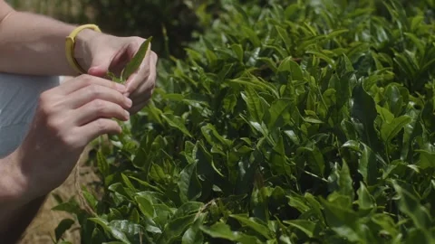 Hands picking leaves from tea bush on plantation. Farm workers collecting tea Stock Footage 263095019