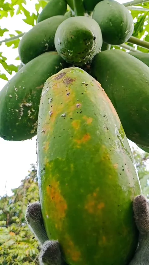 Hands picking papaya fruit Stock Footage 330288452
