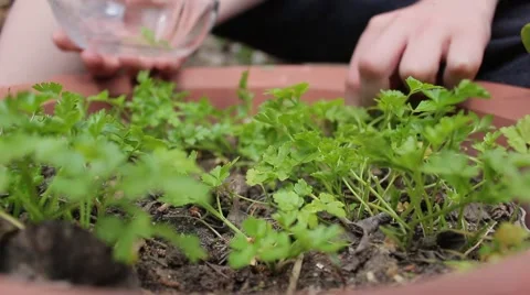 Hands picking parsley Vídeo Stock 49210802