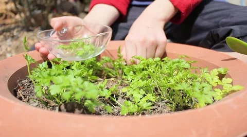 Hands picking parsley. Sunny. Vídeo Stock 49236301