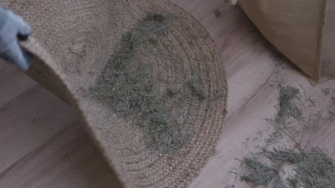 Hands picking up pine needles from carpet, holiday mess cleaning Stock Footage 332907442