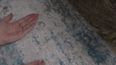 Hands picking up pine needles from carpet, holiday mess cleaning Vídeo Stock 332908379
