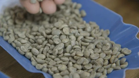 Hands picking up raw coffee beans Stock Footage 104873905