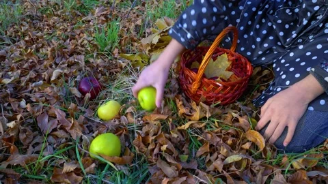 Hands picking up red and green apples from grass into the basket in fall season. Stock Footage 164334215