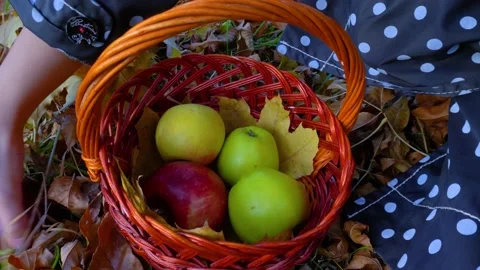 Hands picking up red and green apples from grass into the basket. Stock Footage 194385391