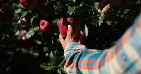 Hands picking red apple in autumn garden Stock Footage 303384692