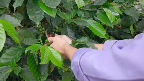 Hands picking red bean coffee Stock Footage 317507128