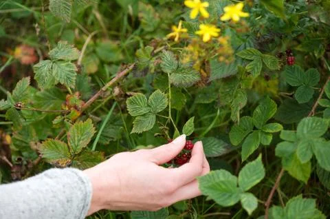 Hands picking red berries in the forest Stock Photos