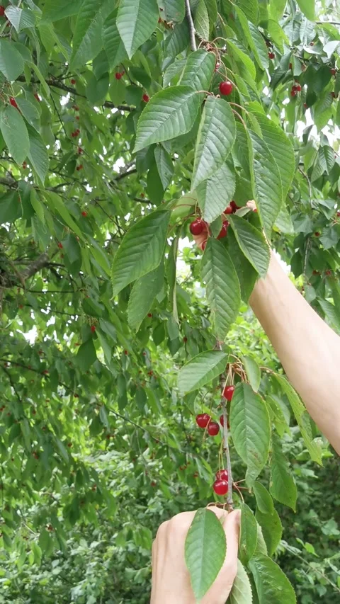 Hands picking red cherries. Vertical video. Stock Footage 275820911