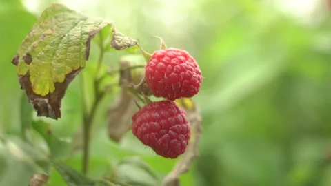 Hands Picking Red Raspberries Stock-Footage 136670891