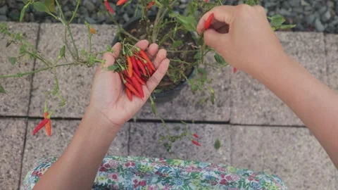 Hands picking red Thai chili peppers, potted plant in organic home garden, pov. Stock Footage 133826470