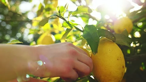 Hands Picking Ripe Lemons From A Tree, Close Up. SLOW MOTION. Stock-Footage 140294837