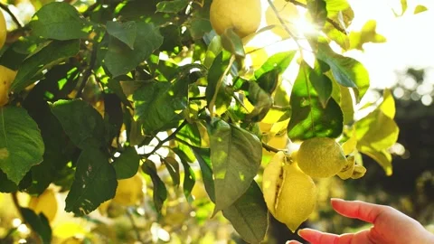 Hands Picking Ripe Lemons From A Tree, Close Up. SLOW MOTION. Vidéo 140369200
