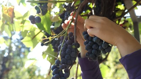 Hands Picking Ripe Purple Grapes From Vineyard Vine During Fruit Harvest Stock Footage 340324439