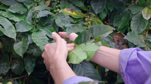 Hands Picking Ripe Red Coffee Beans – Close-Up Stock Footage 317505294