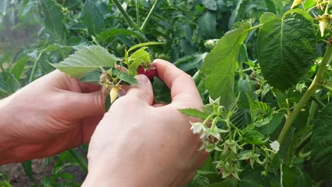 Hands picking ripe red raspberries from a bush into a clay bowl Stock Footage 341936959