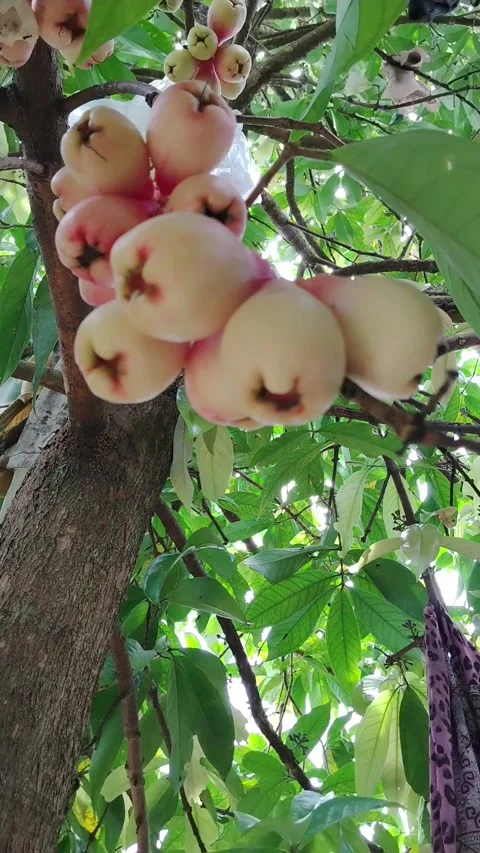 Hands picking rose apple fruit Stock Footage 330447847