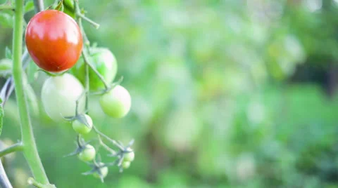 Hands picking small best red tomatoes in sunset Stock-Footage 29656923
