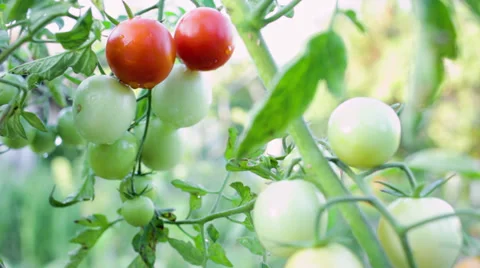 Hands picking small best red tomatoes in sunset Video stock 29656963