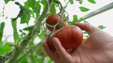 Hands picking tomatoes in the garden bed, close-up Stock Footage 316149029