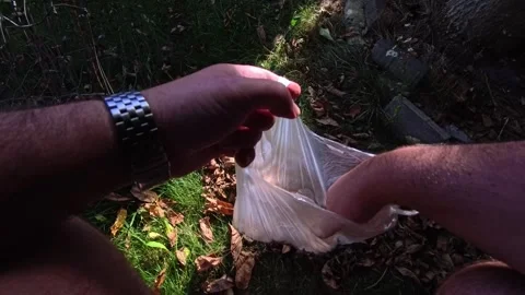 Hands Picking Up Walnuts from Autumn Garden Ground into Bag Stock Footage 346689842