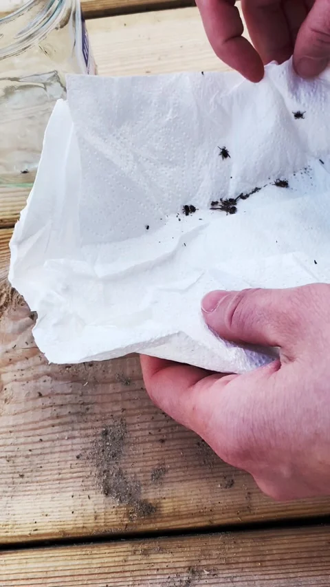 Hands picking with a white napkin Many Ticks, Ixodida, dangerous parasite 스톡 동영상 168090696