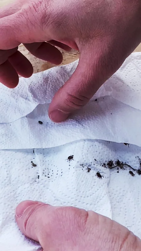 Hands picking with a white napkin Many Ticks, Ixodida, dangerous parasite Stock-Footage 168090790