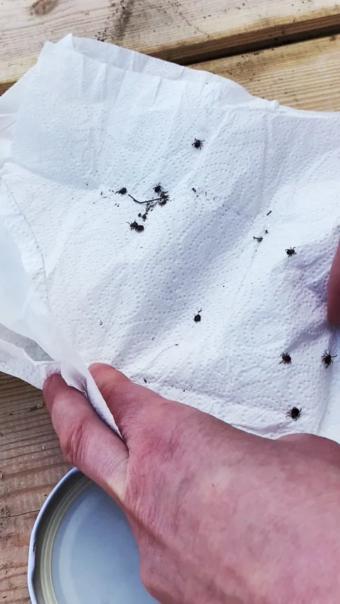 Hands picking with a white napkin Many Ticks, Ixodida, dangerous parasite Vídeos de archivo 168090978