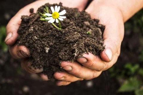 Hands with pile of ground with daisy Stock Photos