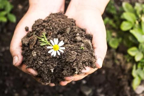Hands with pile of ground with daisy Stock Photos