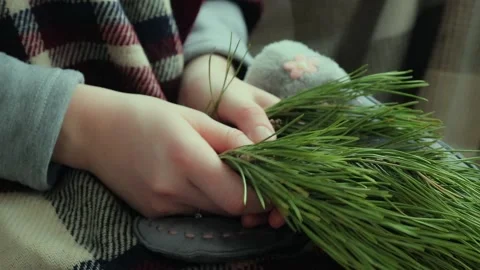 Hands with a pine branch. Winter atmosphere. Natural light Stock Footage 168233557