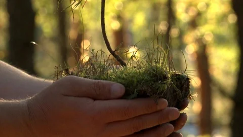 In the hands of pine seedlings Stockbeeldmateriaal 97720600