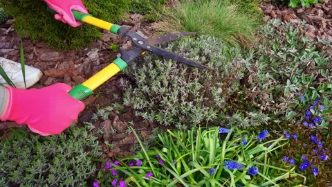 Hands in pink gloves pruning lavender bush with shears in spring garden Stock Footage 333583246