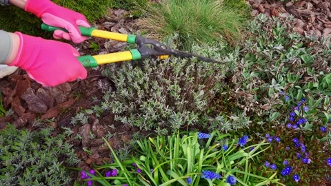 Hands in pink gloves pruning lavender bush with garden shears in spring Stock Footage 333583295
