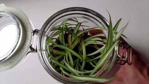Hands Placing and Closing Lid on Small Green Plant in Glass Jar on White Surface Stock Footage 336944627