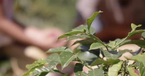 Hands placing coffee berries in basket focus pull RED 4K slow motion Stock Footage 102709210