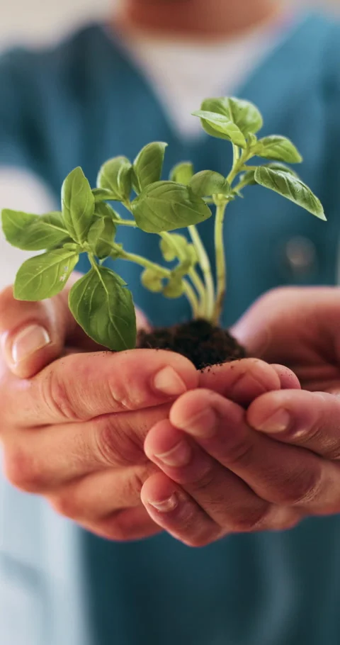 Hands, plant and sapling with nurse at clinic with sustainability, ESG or net Stock Footage 336297736