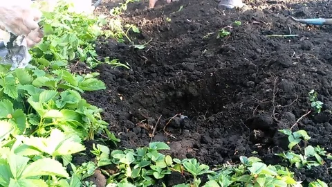 Hands plant a garden Stock Footage 87497730