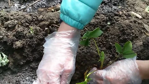 Hands plant a seedling Stock Footage 80446489