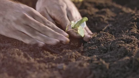 Hands plant small plants in the field Stock Footage 245483246