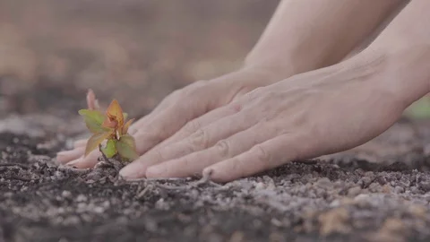 Hands plant a sprout in the ground Stock Footage 127414177