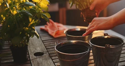 Hands Planting Basil Herbs. SLOW MOTION. Spring Summer Gardening Hobby. 動画素材 140295554