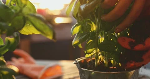 Hands Planting Basil Herbs. SLOW MOTION. Spring Summer Gardening Hobby. Stock Footage 140367361