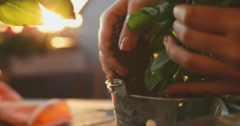 Hands Planting Basil Herbs. SLOW MOTION. Spring Summer Gardening Hobby. Stock Footage 140367368