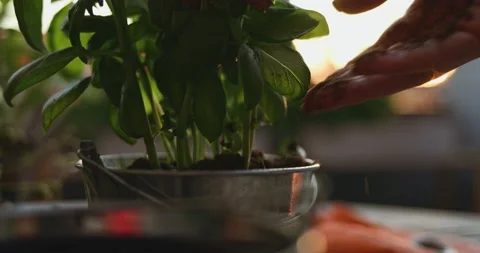 Hands Planting Basil Herbs. SLOW MOTION. Spring Summer Gardening Hobby. Video stock 140368730