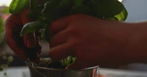 Hands Planting Basil Herbs. SLOW MOTION. Spring Summer Gardening Hobby. 스톡 동영상 140368731