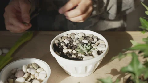 Hands planting a flower in a pot. Stock Footage 162484495