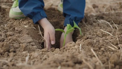 Hands Planting Green Sapling into Earth Outdoors, Close-up Vídeos de archivo 339073289