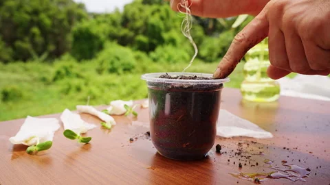 Hands Planting a Green Sprout in a Clear Soil Cup on Wooden Table Outdoors, Supp Stock Footage 341968347
