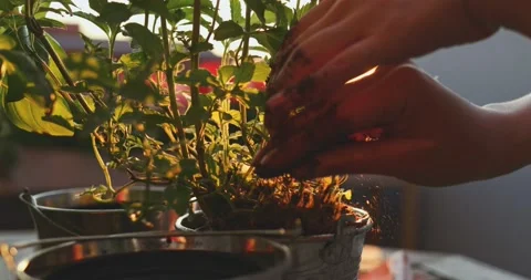 Hands Planting Mint Herbs. SLOW MOTION. Spring Summer Gardening Hobby. Stock Footage 140293923